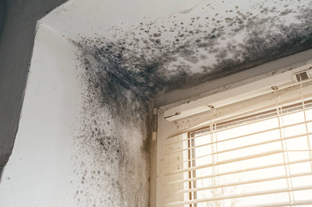 Mold Removal service in Levittown